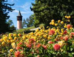 © Insel Mainau / Peter Allgaier